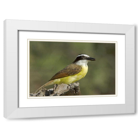 TX, Great kiskadee holding insect in its beak White Modern Wood Framed Art Print with Double Matting by Welling, Dave
