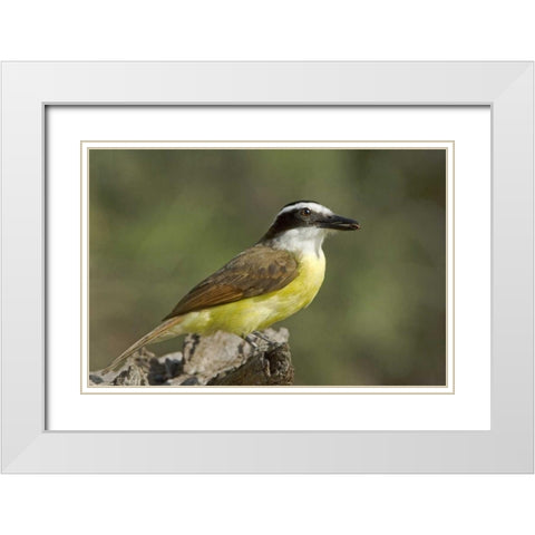 TX, Great kiskadee holding insect in its beak White Modern Wood Framed Art Print with Double Matting by Welling, Dave