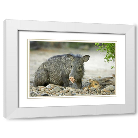TX, Rio Grande Valley Javelinas amid rocks White Modern Wood Framed Art Print with Double Matting by Welling, Dave