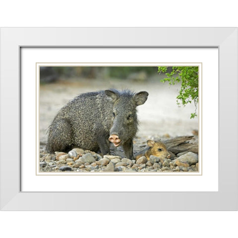 TX, Rio Grande Valley Javelinas amid rocks White Modern Wood Framed Art Print with Double Matting by Welling, Dave