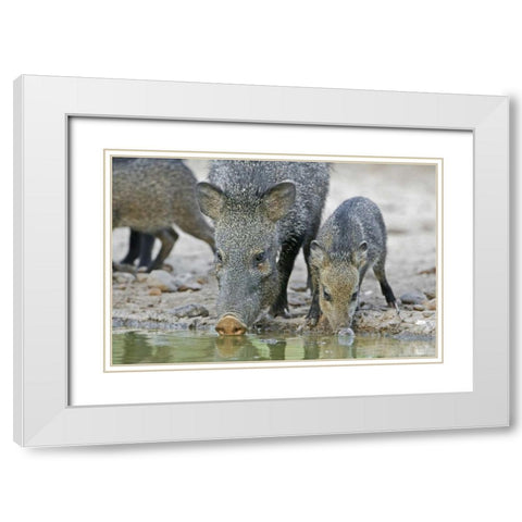 TX, Javelina adult and juvenile drinking at water White Modern Wood Framed Art Print with Double Matting by Welling, Dave