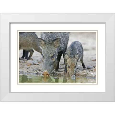 TX, Javelina adult and juvenile drinking at water White Modern Wood Framed Art Print with Double Matting by Welling, Dave