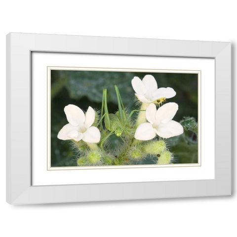 TX, Katydid nymph on flowering Texas bull nettle White Modern Wood Framed Art Print with Double Matting by Welling, Dave