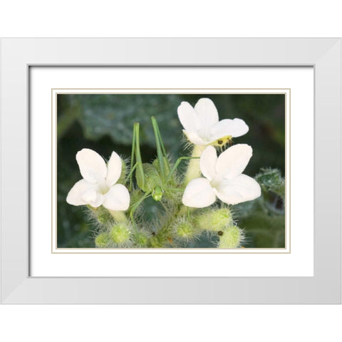 TX, Katydid nymph on flowering Texas bull nettle White Modern Wood Framed Art Print with Double Matting by Welling, Dave