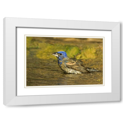 Texas, Rio Grande Valley Blue grosbeak bathing White Modern Wood Framed Art Print with Double Matting by Welling, Dave