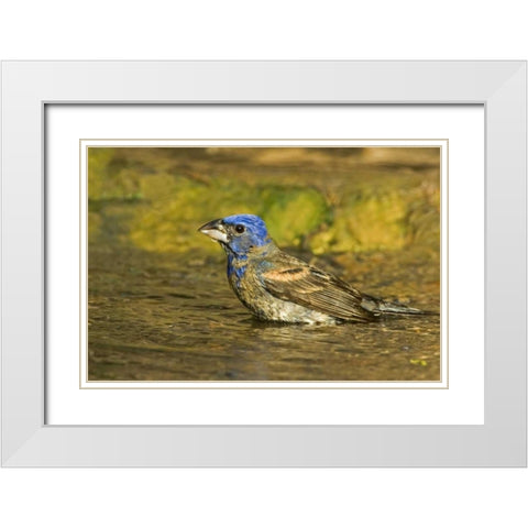 Texas, Rio Grande Valley Blue grosbeak bathing White Modern Wood Framed Art Print with Double Matting by Welling, Dave