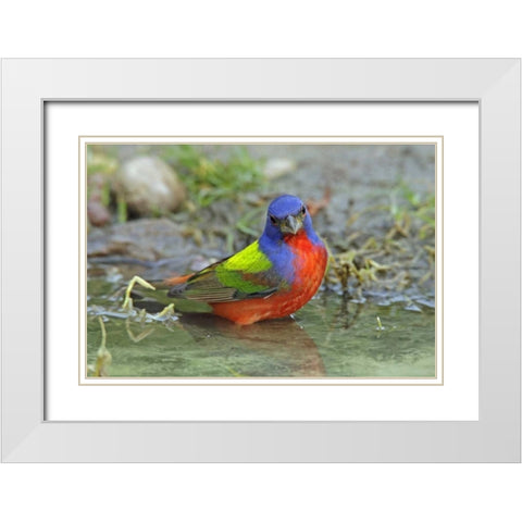 Texas, McMullen Co Painted bunting male bathing White Modern Wood Framed Art Print with Double Matting by Illg, Cathy and Gordon