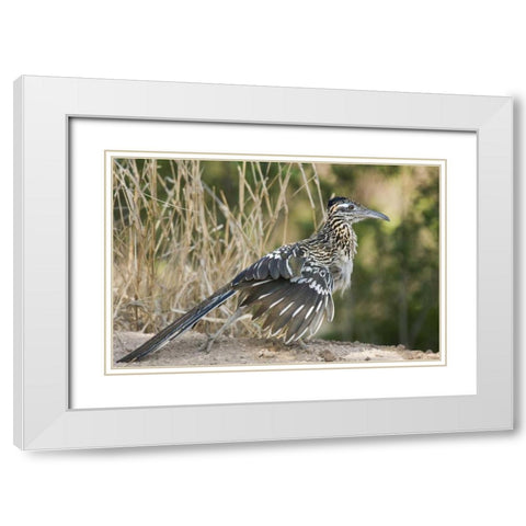 Texas, Starr County Greater roadrunner on ground White Modern Wood Framed Art Print with Double Matting by Welling, Dave