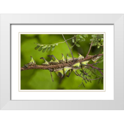 Texas, Hidalgo Co, Thorn treehoppers on a limb White Modern Wood Framed Art Print with Double Matting by Welling, Dave