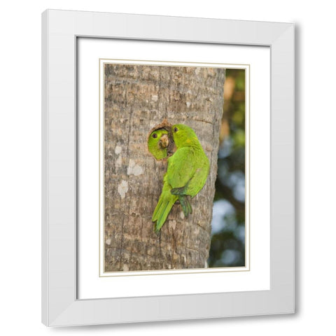 TX, McAllen Green parakeets at cavity nest White Modern Wood Framed Art Print with Double Matting by Welling, Dave