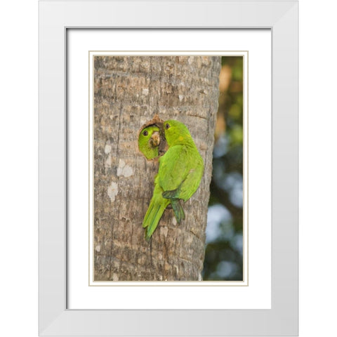 TX, McAllen Green parakeets at cavity nest White Modern Wood Framed Art Print with Double Matting by Welling, Dave