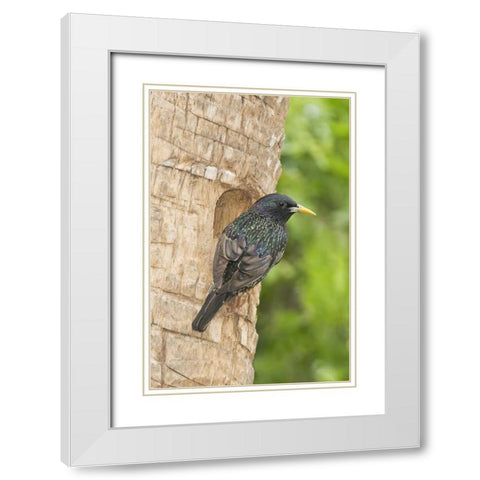 TX, McAllen European starling making a nest White Modern Wood Framed Art Print with Double Matting by Welling, Dave