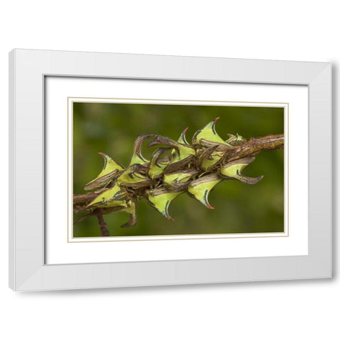 Texas, Hidalgo Co, Thorn treehoppers on a limb White Modern Wood Framed Art Print with Double Matting by Welling, Dave
