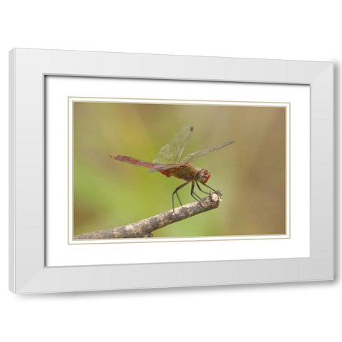 TX, Bentsen Male red-tailed pennant dragonfly White Modern Wood Framed Art Print with Double Matting by Welling, Dave