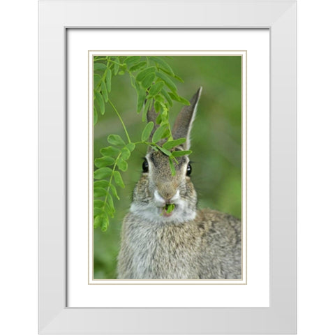 TX, McMullen Co, Eastern cottontail rabbit eats White Modern Wood Framed Art Print with Double Matting by Illg, Cathy and Gordon