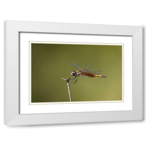 TX, Austin Striped saddlebags dragonfly on stem White Modern Wood Framed Art Print with Double Matting by Welling, Dave