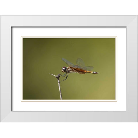 TX, Austin Striped saddlebags dragonfly on stem White Modern Wood Framed Art Print with Double Matting by Welling, Dave