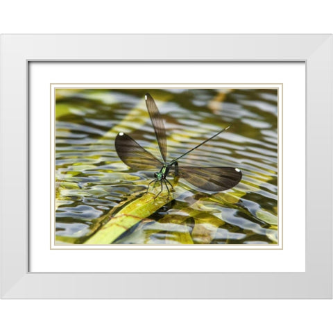 Texas Sparkling jewelwing perched on a leaf White Modern Wood Framed Art Print with Double Matting by Welling, Dave
