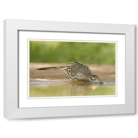 TX, Greater roadrunner bird drinking at a pond White Modern Wood Framed Art Print with Double Matting by Welling, Dave