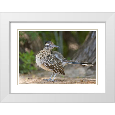 Texas, Rio Grande Valley Greater roadrunner bird White Modern Wood Framed Art Print with Double Matting by Welling, Dave