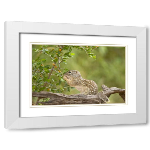 Texas, Mexican ground squirrel eating leaf White Modern Wood Framed Art Print with Double Matting by Welling, Dave