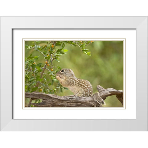 Texas, Mexican ground squirrel eating leaf White Modern Wood Framed Art Print with Double Matting by Welling, Dave