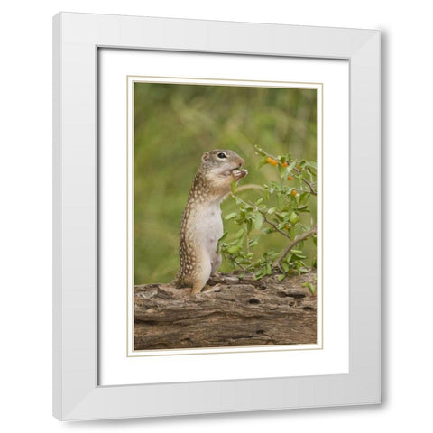 Texas, Mexican ground squirrel eating leaf White Modern Wood Framed Art Print with Double Matting by Welling, Dave