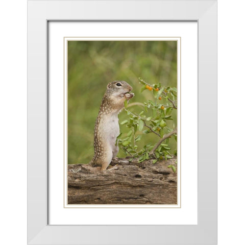 Texas, Mexican ground squirrel eating leaf White Modern Wood Framed Art Print with Double Matting by Welling, Dave
