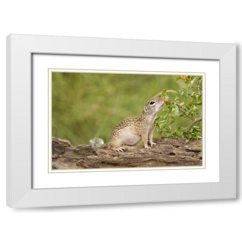 TX, Rio Grande Valley Mexican ground squirrel White Modern Wood Framed Art Print with Double Matting by Welling, Dave