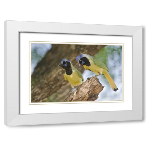 TX, Mated pair of green jays perched in a tree White Modern Wood Framed Art Print with Double Matting by Welling, Dave