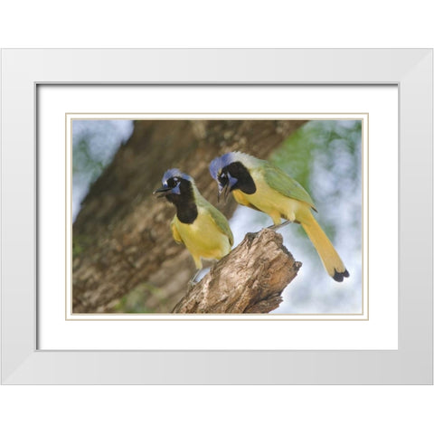 TX, Mated pair of green jays perched in a tree White Modern Wood Framed Art Print with Double Matting by Welling, Dave