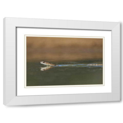 TX, Western coachwhip snake swims in a small pond White Modern Wood Framed Art Print with Double Matting by Welling, Dave