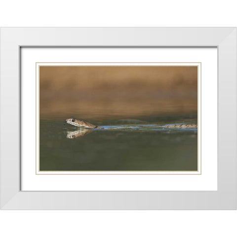 TX, Western coachwhip snake swims in a small pond White Modern Wood Framed Art Print with Double Matting by Welling, Dave