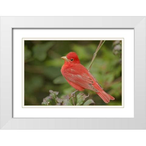TX, South Padre Is Male summer tanager on a limb White Modern Wood Framed Art Print with Double Matting by Welling, Dave