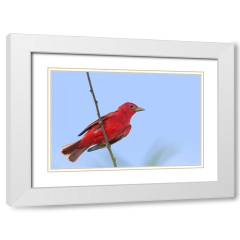 TX, South Padre Is Male summer tanager on a limb White Modern Wood Framed Art Print with Double Matting by Welling, Dave