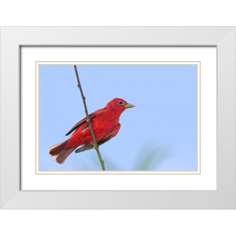 TX, South Padre Is Male summer tanager on a limb White Modern Wood Framed Art Print with Double Matting by Welling, Dave