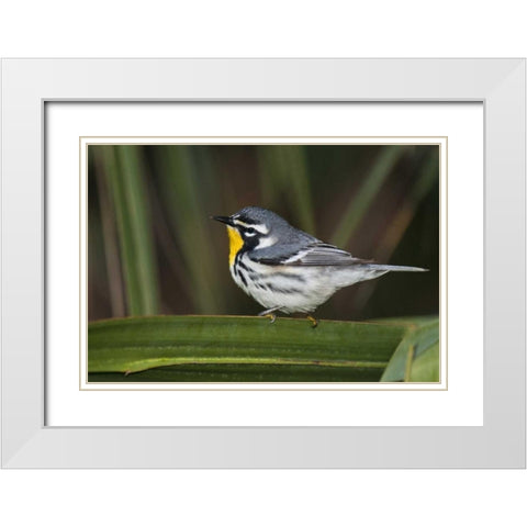 TX, South Padre Isl Male yellow-throated warbler White Modern Wood Framed Art Print with Double Matting by Welling, Dave
