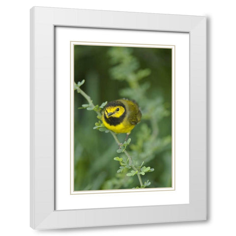 TX, South Padre Island Male hooded warbler White Modern Wood Framed Art Print with Double Matting by Welling, Dave