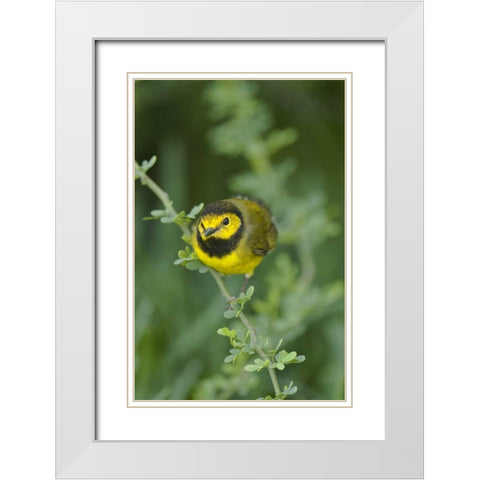 TX, South Padre Island Male hooded warbler White Modern Wood Framed Art Print with Double Matting by Welling, Dave