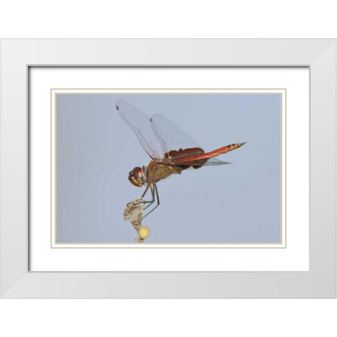 TX, Travis Co, Red saddlebags perches on a limb White Modern Wood Framed Art Print with Double Matting by Welling, Dave