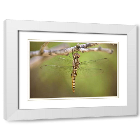 TX, Travis Co, Spot-winged glider dragonfly White Modern Wood Framed Art Print with Double Matting by Welling, Dave