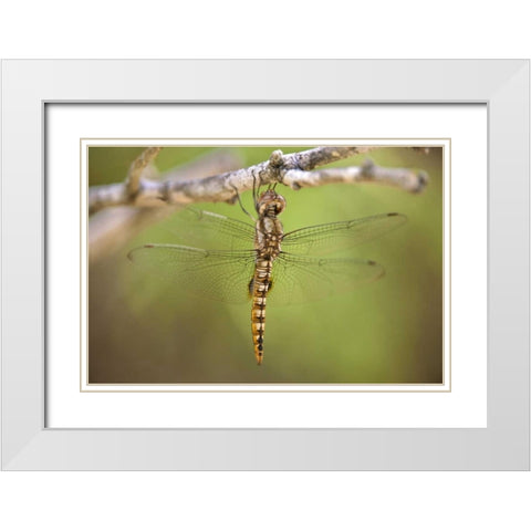 TX, Travis Co, Spot-winged glider dragonfly White Modern Wood Framed Art Print with Double Matting by Welling, Dave