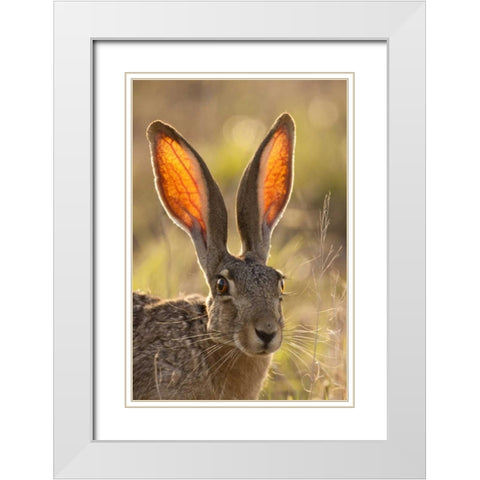 Texas, Maverick County Black-tailed jackrabbit White Modern Wood Framed Art Print with Double Matting by Illg, Cathy and Gordon