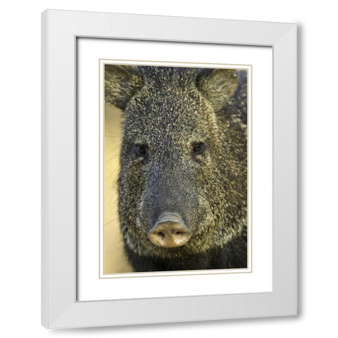 Texas Frontal view of collard peccary White Modern Wood Framed Art Print with Double Matting by Lord, Fred