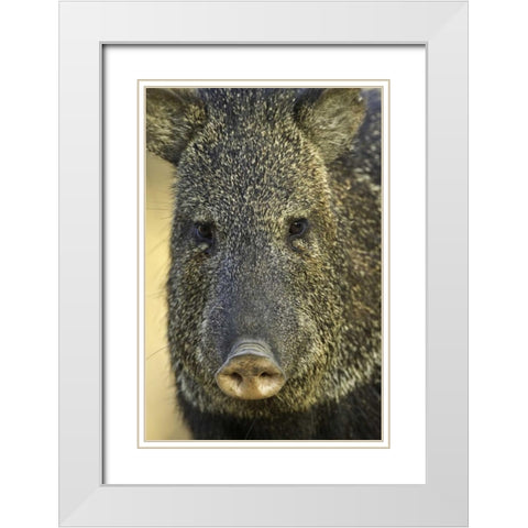 Texas Frontal view of collard peccary White Modern Wood Framed Art Print with Double Matting by Lord, Fred