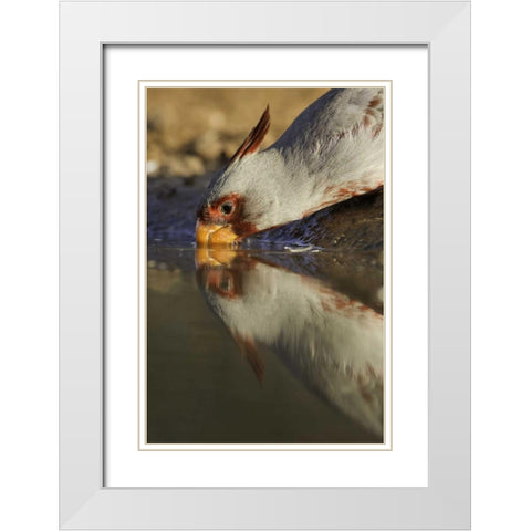 Texas Male pyrrhuloxis bird drinking White Modern Wood Framed Art Print with Double Matting by Lord, Fred