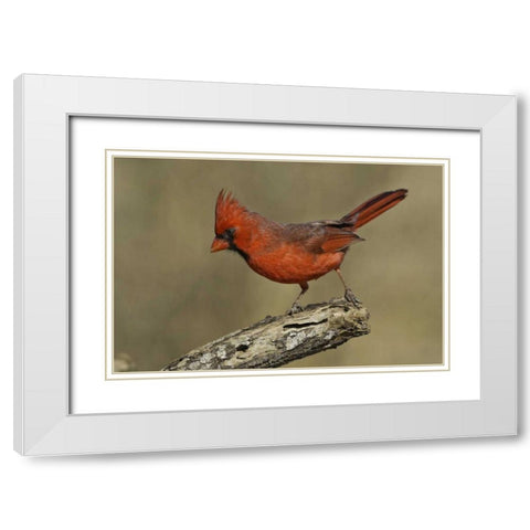 Texas Northern cardinal on branch White Modern Wood Framed Art Print with Double Matting by Lord, Fred