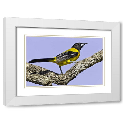 Texas, Santa Clara Ranch Audubon oriole on limb White Modern Wood Framed Art Print with Double Matting by Lord, Fred