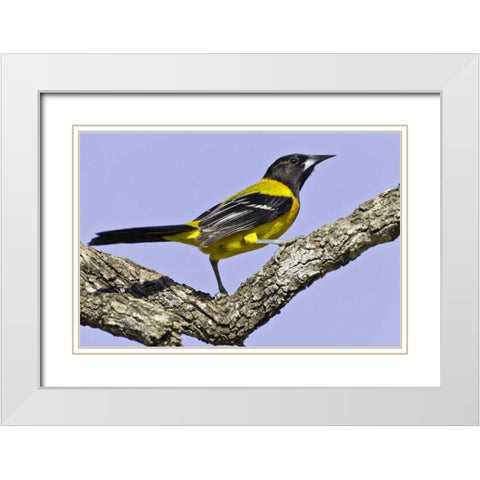Texas, Santa Clara Ranch Audubon oriole on limb White Modern Wood Framed Art Print with Double Matting by Lord, Fred