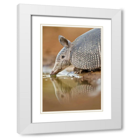 Texas Nine-banded armadillo drinking White Modern Wood Framed Art Print with Double Matting by Lord, Fred